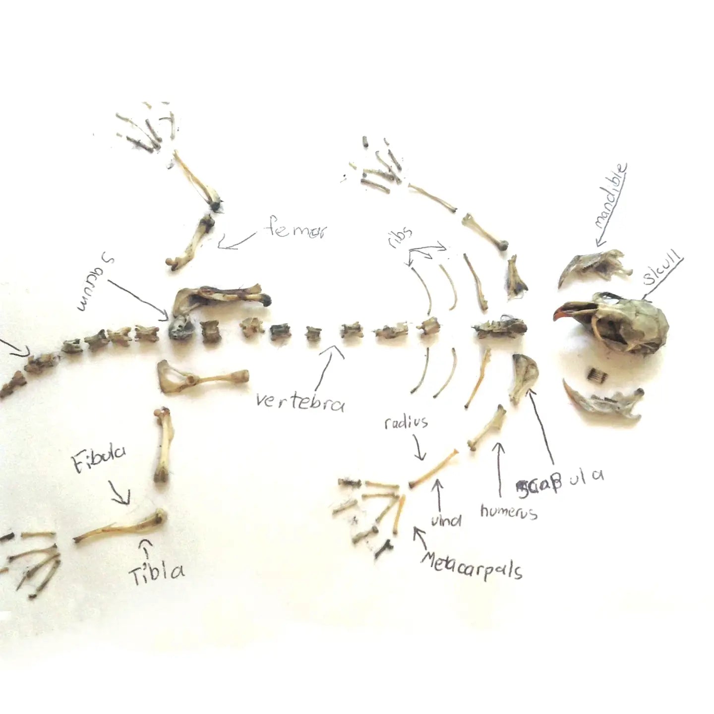 Owl Pellet Dissection Kit