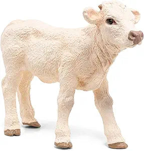 PAPO - Charolais Calf