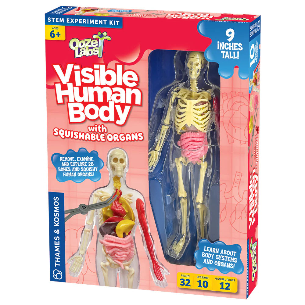 Visible Human Body