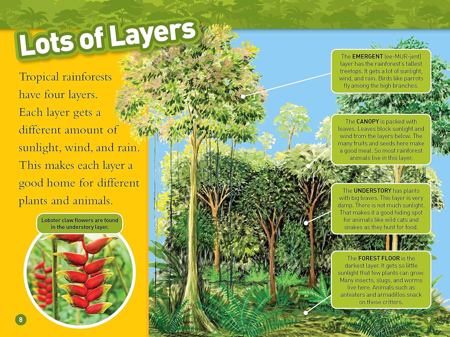 Rainforests (National Geographic Kids Readers, Level 2)