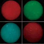 Glow in the Dark Crazy Fun Mystery Bun