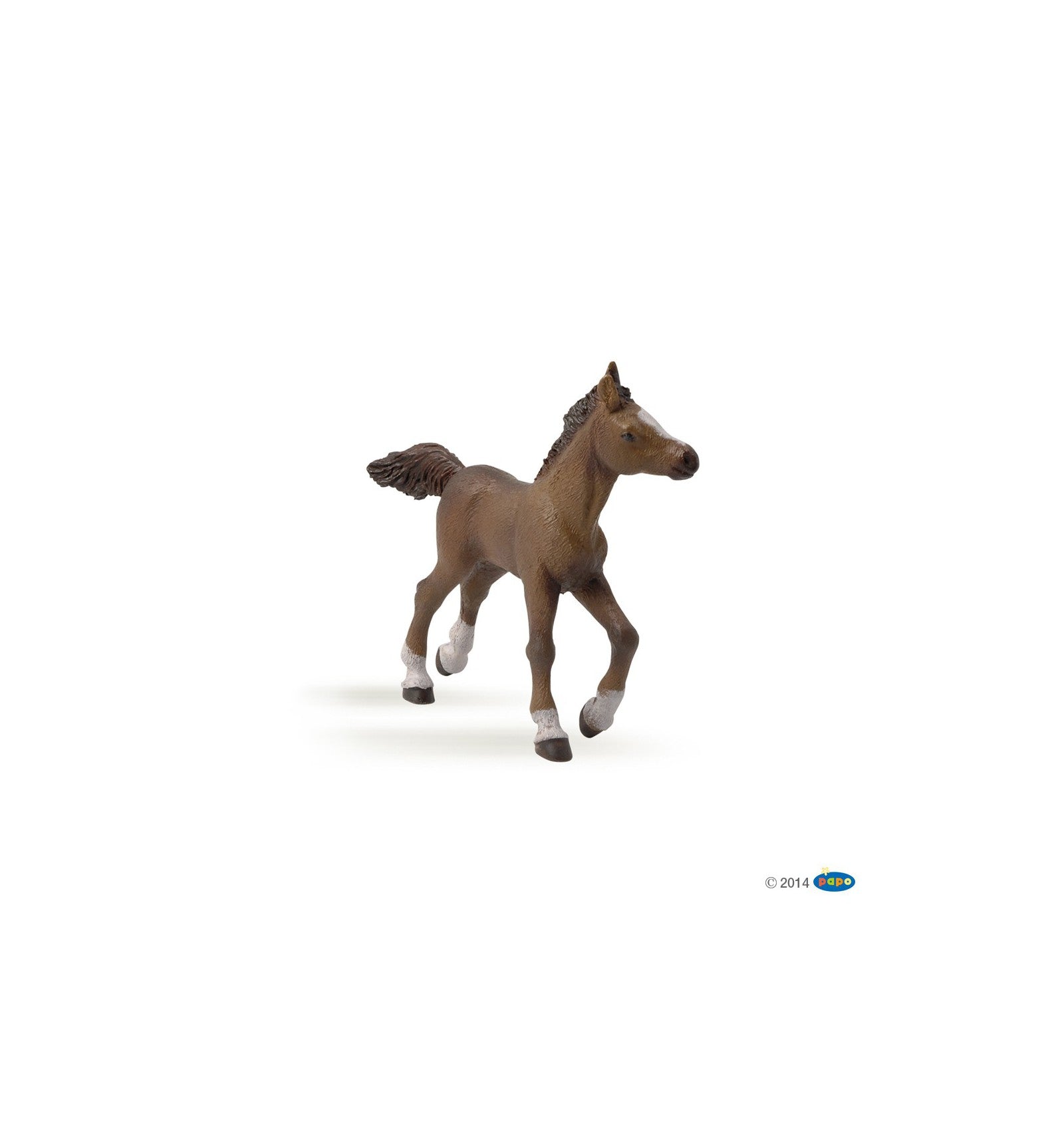 PAPO - Anglo-Arab Foal