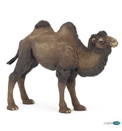 PAPO -  Bactrian Camel