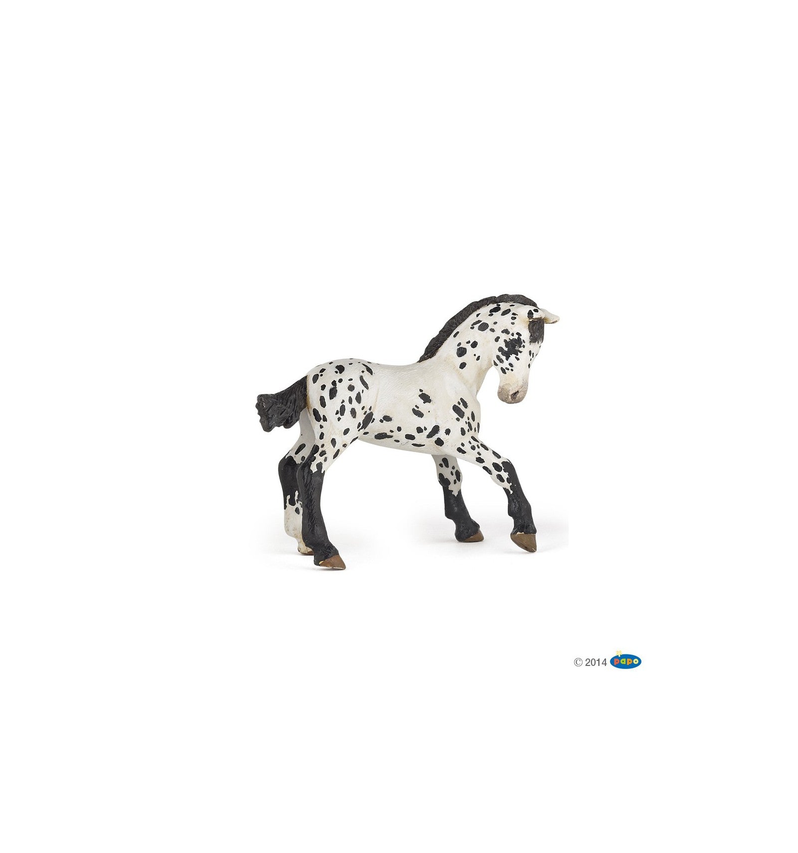 PAPO - Black Appaloosa Foal