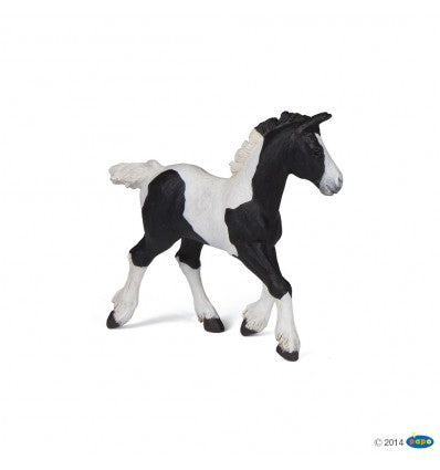 PAPO - Black Piebald Cob Foal