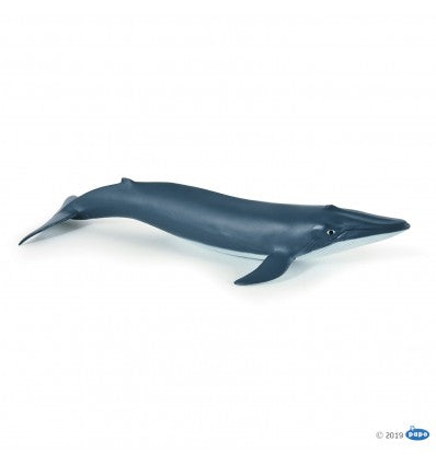 PAPO - Blue Whale Calf