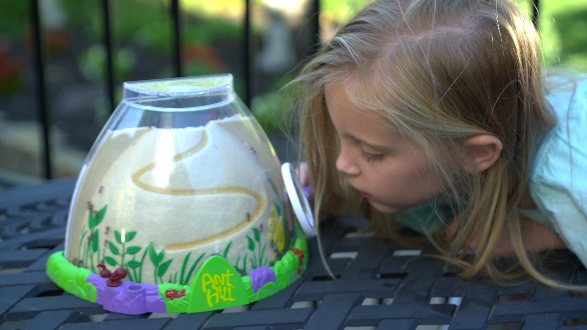 Ant Hill with Voucher