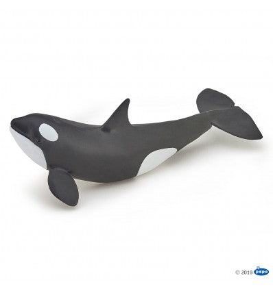 PAPO - Killer Whale Calf