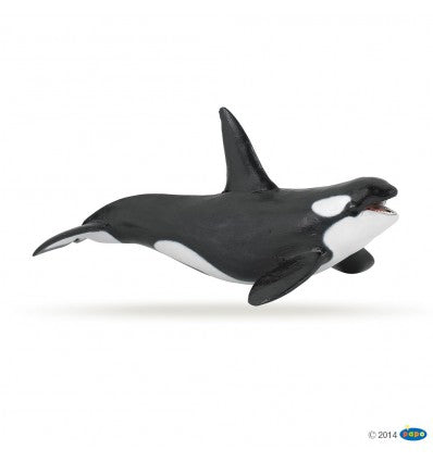 PAPO - Killer Whale