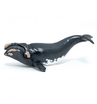 PAPO - Young Right Whale
