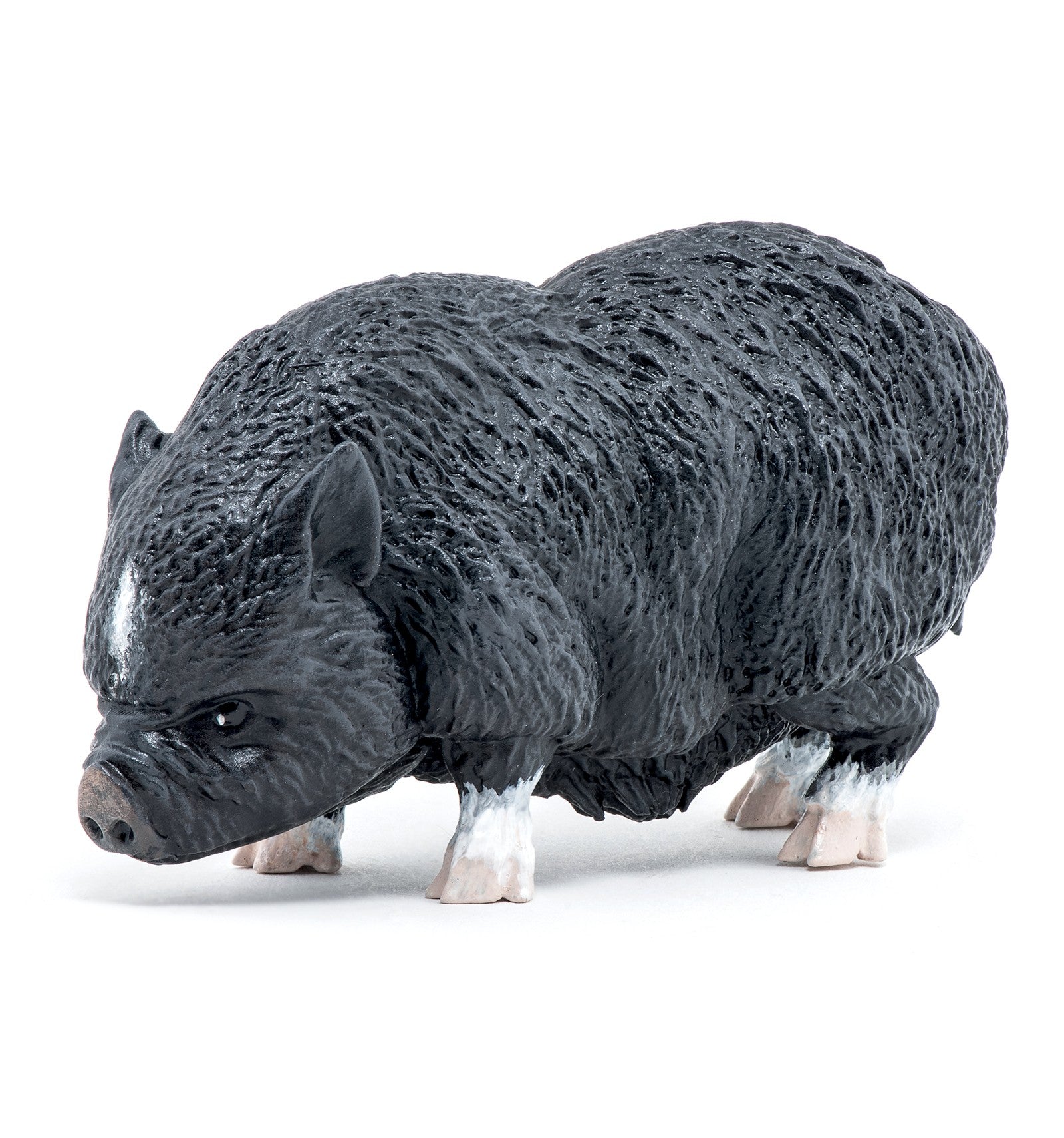 PAPO - Vietnamese Pot Belly Pig