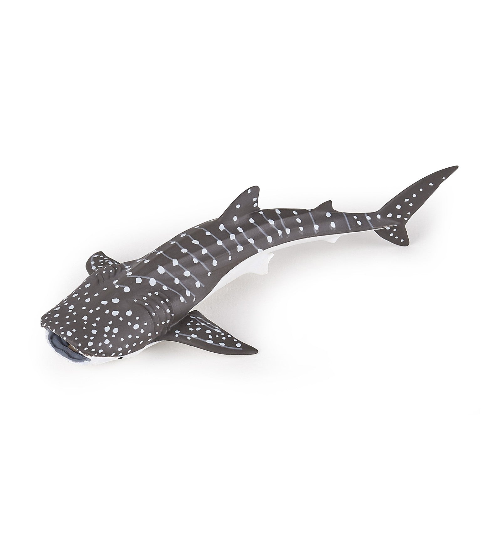 PAPO - Young Whale Shark
